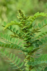 Senna auriculata