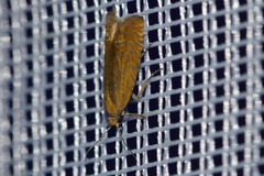 Lathronympha strigana