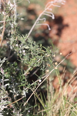Convolvulus clementii