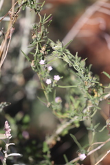 Convolvulus clementii