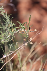 Convolvulus clementii