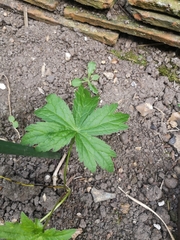 Astrantia major