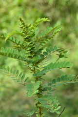 Senna auriculata