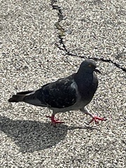 Columba livia