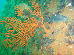 Pachymetopon blochii