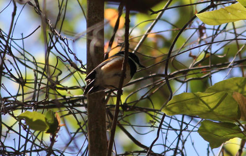 Woodland Cape Batis