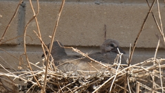 Streptopelia senegalensis