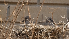 Streptopelia senegalensis