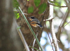 Batis capensis hollidayi