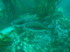 Pachymetopon blochii