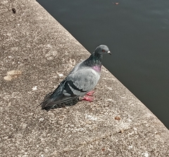Columba livia domestica