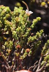 Diosma passerinoides