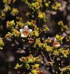 Diosma passerinoides