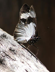 Hypolimnas anthedon wahlbergi