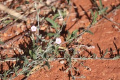 Convolvulus clementii