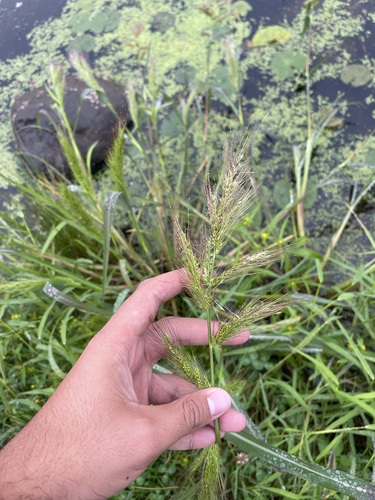 Image of Echinochloa walteri by (c) Brandon Corder, some rights reserved (CC BY)