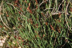Elegia squamosa