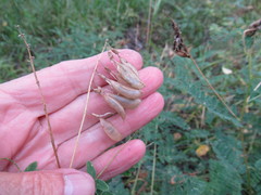 Astragalus propinquus