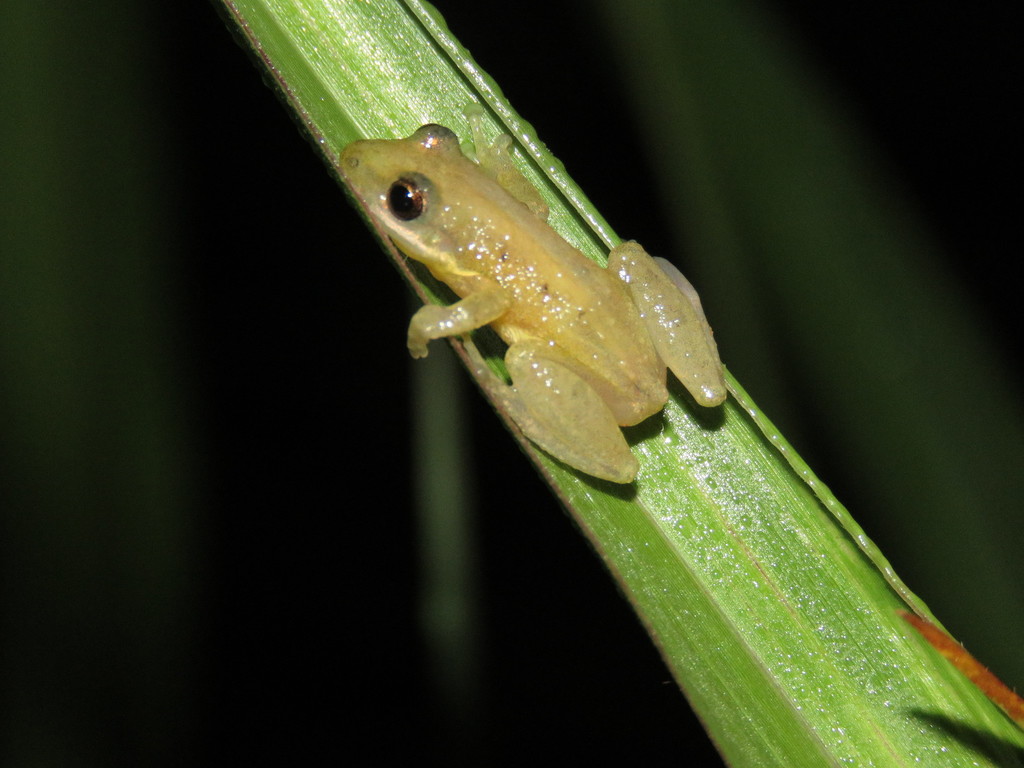 Brown-bordered Snouted Treefrog
