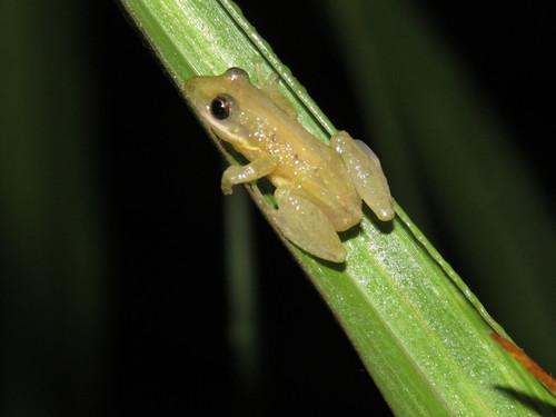 Brown-bordered Snouted Treefrog