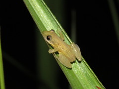 Scinax fuscomarginatus