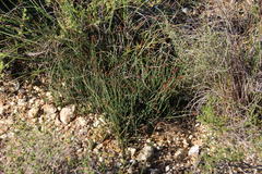 Elegia squamosa