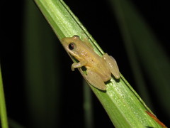 Scinax fuscomarginatus