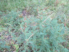 Astragalus propinquus