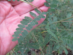 Astragalus propinquus