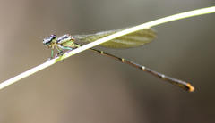 Allocnemis leucosticta