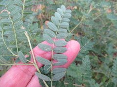 Astragalus propinquus