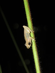 Scinax fuscomarginatus