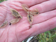 Astragalus propinquus