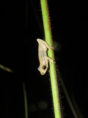 Scinax fuscomarginatus