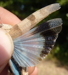 Oedipoda caerulescens sardeti