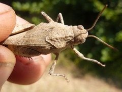 Oedipoda caerulescens sardeti