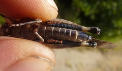 Oedipoda caerulescens sardeti