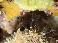 Cornularia cornucopiae