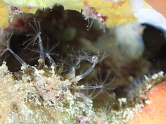 Cornularia cornucopiae