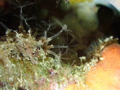 Cornularia cornucopiae
