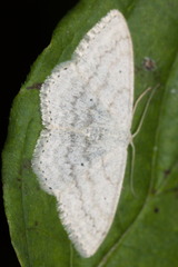 Scopula incanata