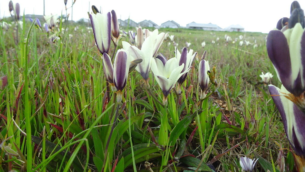 Sparaxis grandiflora, Paarl, 7620, South Africa
