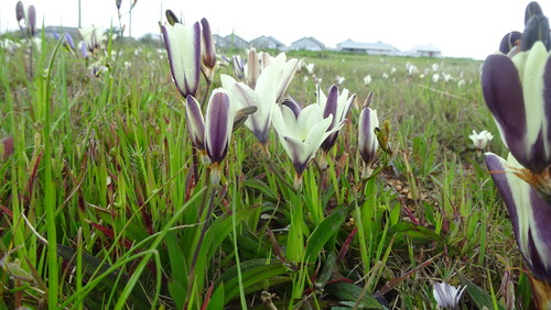 Sparaxis grandiflora