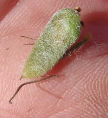 Aspalathus shawii shawii