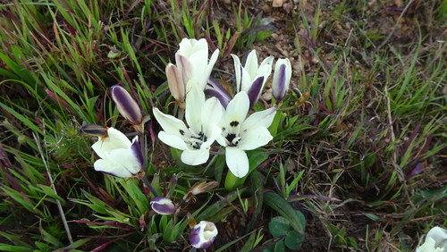 Sparaxis grandiflora