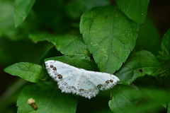 Scopula pulchellata agg