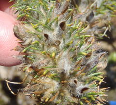 Aspalathus shawii shawii