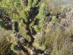 Aspalathus shawii shawii