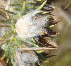 Aspalathus shawii shawii