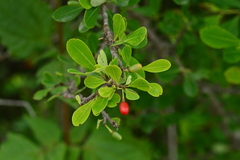 Erythroxylum monogynum